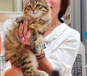 Ольга Груздь и сибирский котенок из питомника Taiga heart